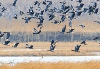 重磅喜讯！东平湖文旅集团登榜全国百强，实力斩获第45名！