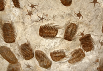 郧阳地质博物馆探秘 | 三叶虫：寒武纪的“海洋铁甲武士”