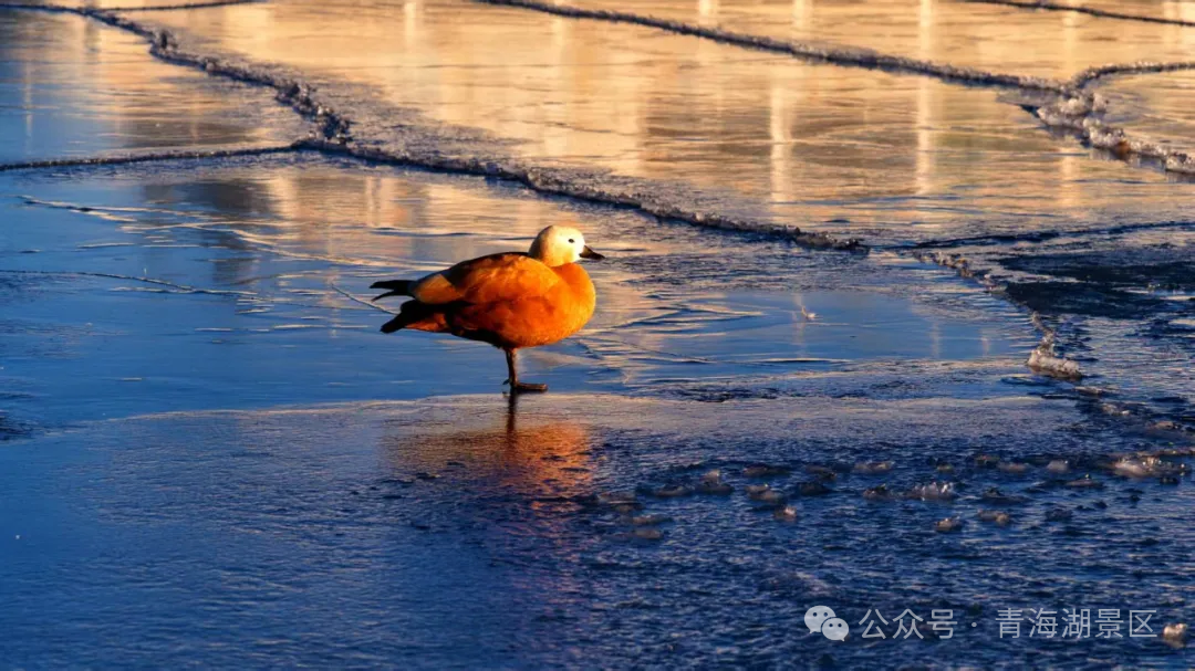 【遇见青海湖蓝冰】追光，赴蓝，等一场冰封的日出日落