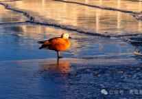 【遇见青海湖蓝冰】追光，赴蓝，等一场冰封的日出日落