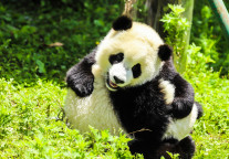 成都熊猫海洋公园3月18日启动试运营