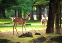 总投资14.4亿元，广东茂名森林公园将升级为华南野生动物园 