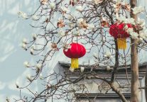 府城“玉兰限定”已上线！来东湖钱园，在太平年里听花语