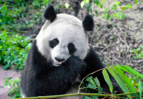 四川春节假期首日873家A级旅游景区接待游客465.10万人次