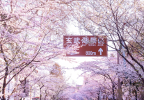 从秦淮烟雨到秦岭花海：万达生活方式酒店解锁华中春日深度游