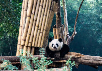 四川南充熊猫三国城即将开园，总投资1.5亿元