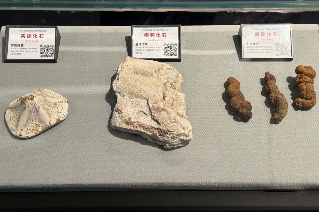 来郧阳地质公园解锁史前世界的四种密码！