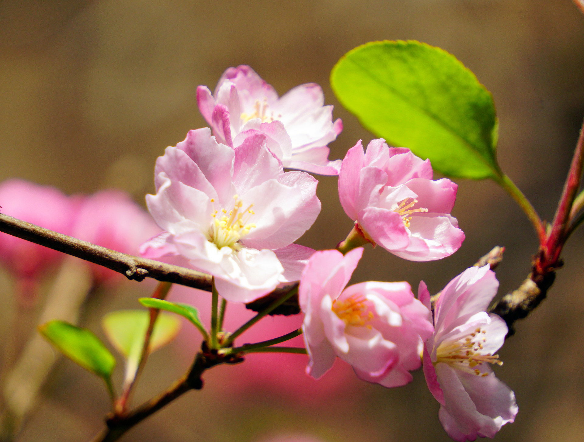 “追花游” 热度飙升，赏花季酒店预订数据亮眼