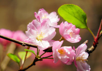 “追花游” 热度飙升，赏花季酒店预订数据亮眼