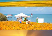 秋季风光美学｜花未谢，月已升！这是青海湖景区秋天的顶级浪漫！