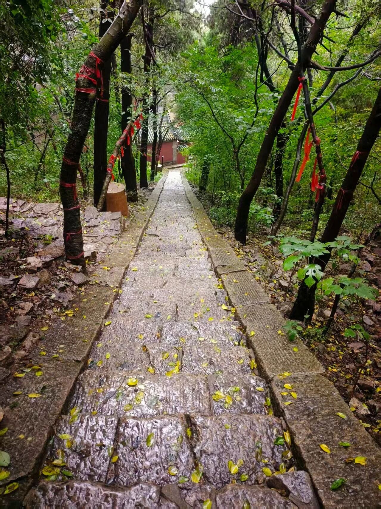 东平湖景区雨后图鉴：每一帧都是心动的模样