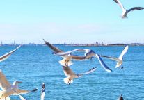 住格菲酒店，游昆明：于枢纽之上，品味过桥米线与滇池鸥影 