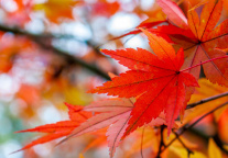 中山文旅集团正式成立