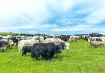 国庆中秋假期青海接待国内游客357.74万人次 可比口径同比增长13.92%