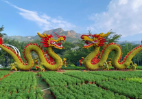 2025山海关金秋长城菊展全知道！