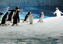  畅游欧乐堡海洋奇境，安睡格林豪泰舒适港湾   