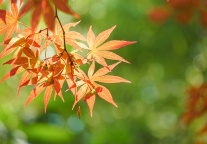 九华旅游上半年营收4.83亿元，利润同比增长 24.29%