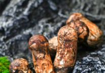 舌尖上的山野之旅 武汉万达瑞华酒店松茸上鲜