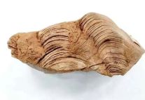 郧阳地质公园探秘|叠层石：穿越30亿年的地球“活日记”