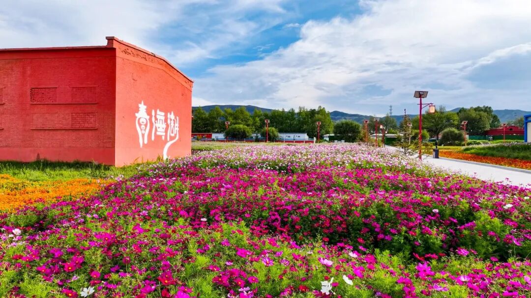 南方还在蒸笼模式，青海湖景区二郎剑已美成“莫奈花园”！20℃花海秘境不容错过！