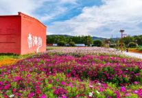 南方还在蒸笼模式，青海湖景区二郎剑已美成“莫奈花园”！20℃花海秘境不容错过！