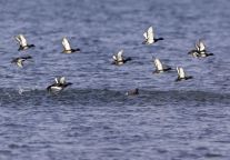 东平湖 | 山水一程，不负遇见