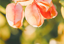 栾树花开，台州府城最美初秋顶流回归