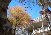 庐山秋信，写在梧桐的黄叶上