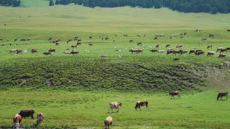 格丽酒店（昭苏美食街店）新开业：草原旁的雅致旅居 