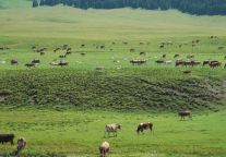 格丽酒店（昭苏美食街店）新开业：草原旁的雅致旅居 