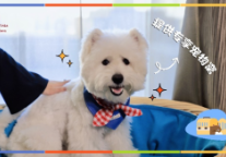 宠爱随行，温暖相伴｜兰州富力万达文华酒店宠物友好客房全新上线