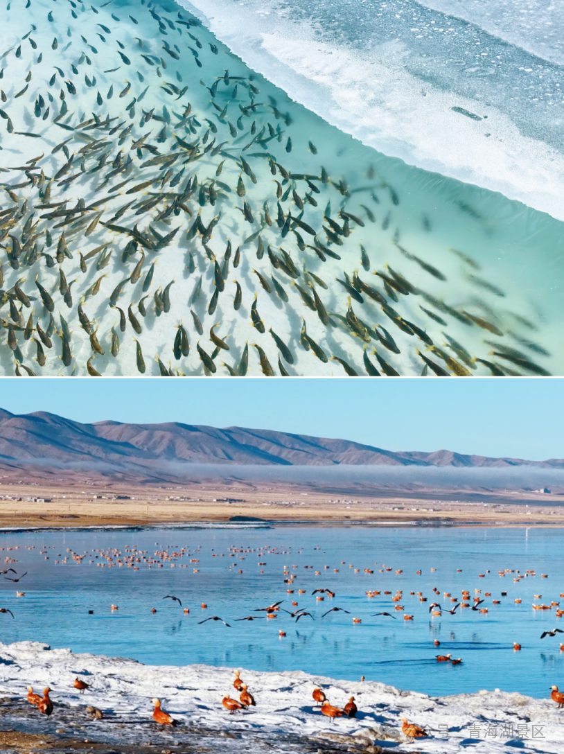 冰封退场，万物回响∣青海湖醒了！网友：高原的《生命树》照进现实了！