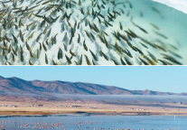 冰封退场，万物回响∣青海湖醒了！网友：高原的《生命树》照进现实了！