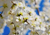 49亿元！星驰·新濠文旅项目在桂城启动