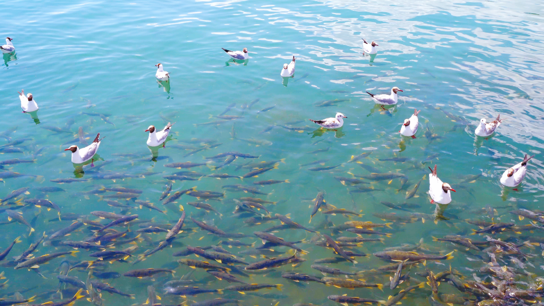 湟鱼与渔鸥.png