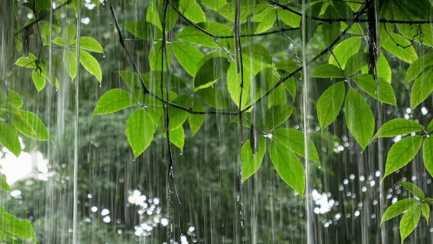 摄图网_401114542_下雨中植物GIF(企业商用).gif
