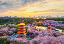 从樱花漫舞到牡丹倾城，万达生活方式酒店以会员专属礼遇解锁赏花新体验