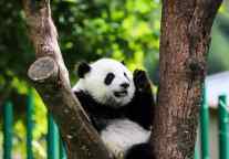 清明假期四川省899家A级景区接待游客近1500万人次