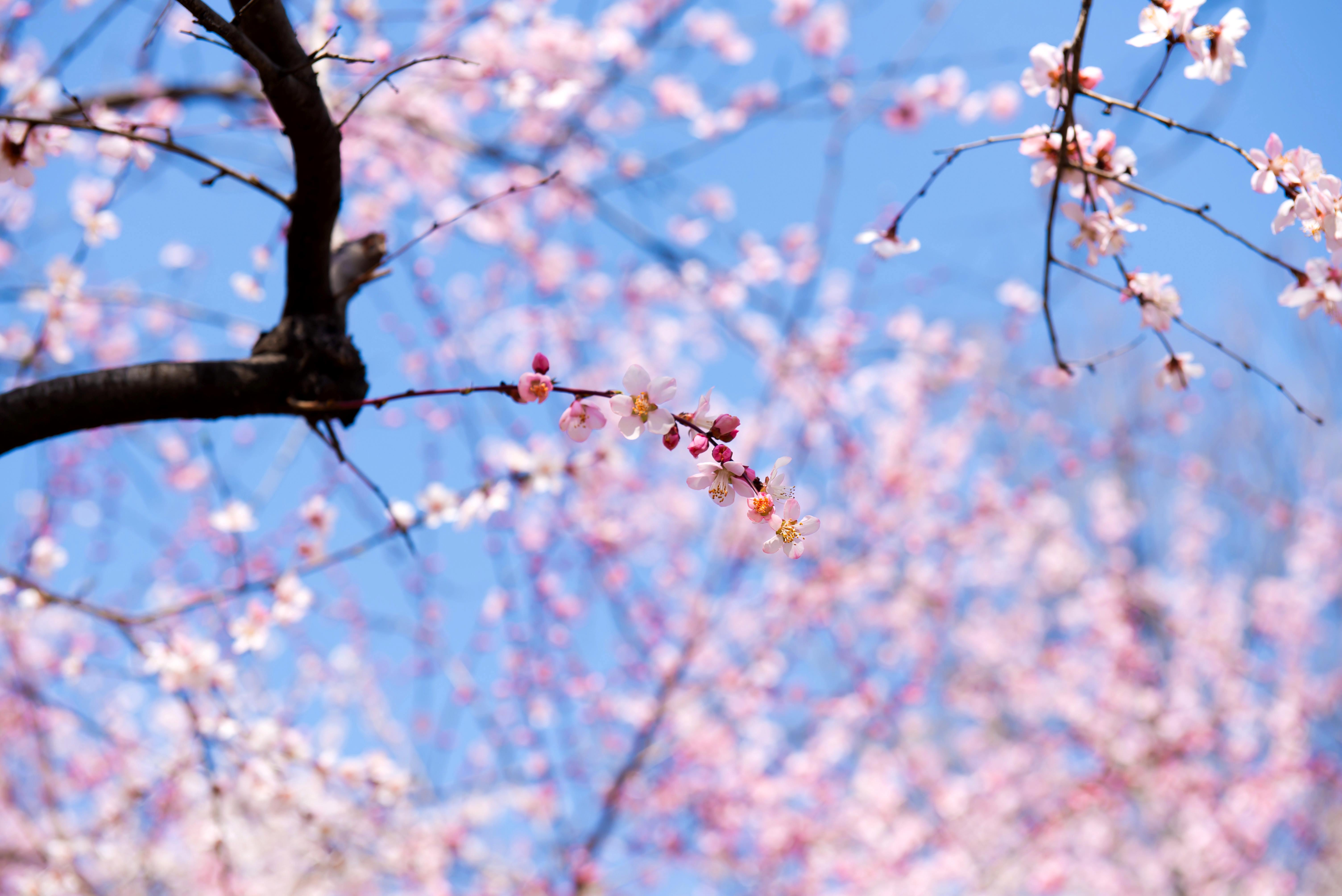 同程旅行：“春假+清明”亲子游订单翻倍，研学热涨超100%