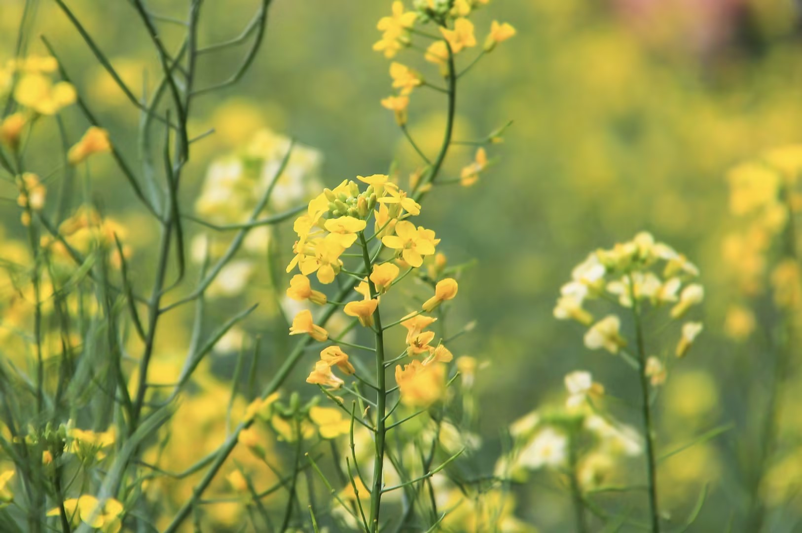 清明消费前瞻：赏花踏青、时令消费激发“春日经济”