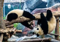  春游川西，从这里出发——格林东方酒店（成都爱琴海购物公园店）