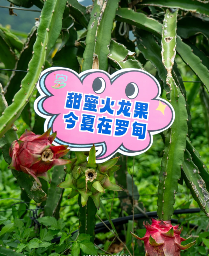 undefined 图片