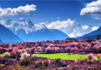 春暖花开 | 林芝柏栎荟舍带您打卡雪域最美桃花源