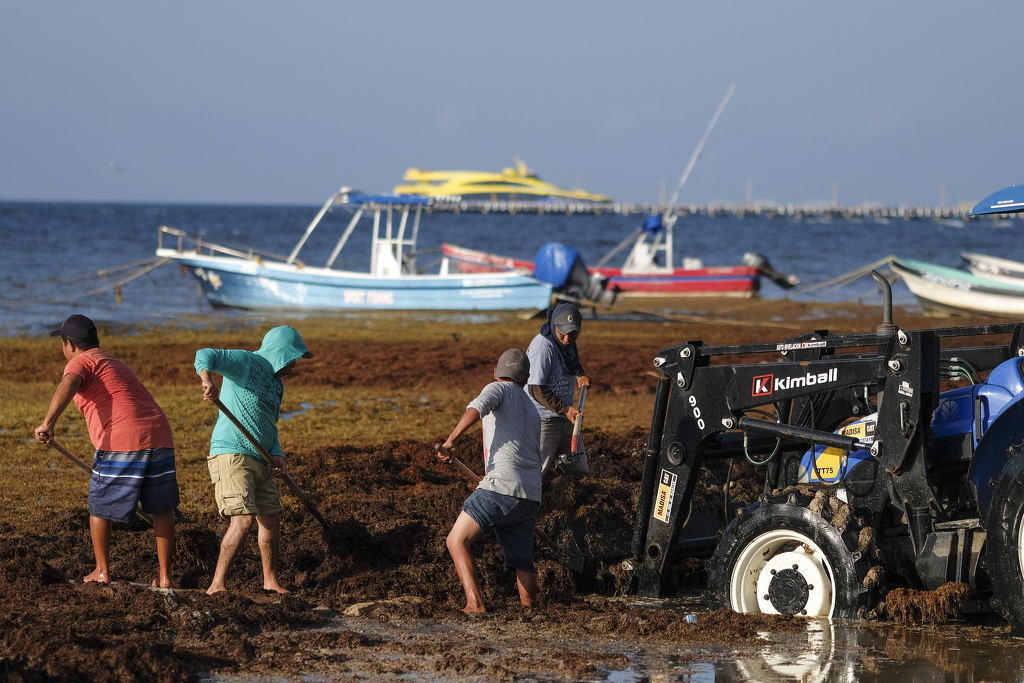 mexican-beaches-seaweed-2019.jpg mexican-beaches-seaweed-2019.jpg