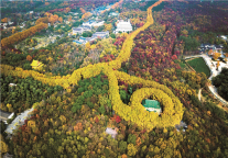 十里梧桐，休闲格菲