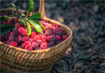 杨梅正当红|跟着锦江之星去采摘吧