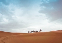 我们从沙漠骆驼中听出了什么？