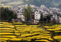 现代农业产业园区规划与创建要点全解读