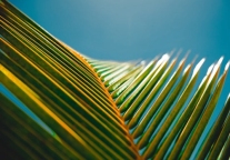 对话绿地张玉良:“绿巨人”如何再造传奇