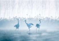 相遇盐城 遇见格菲